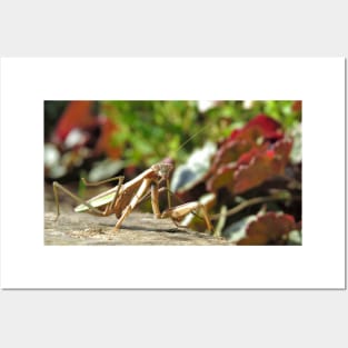 Praying Mantis No.1 Posters and Art